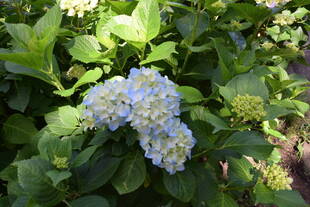 アジサイが咲き始めました！