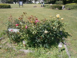 バラが咲き始めています。