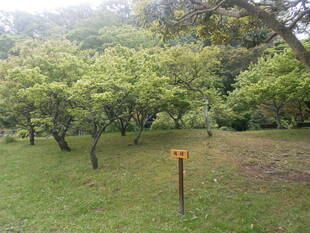 梅の実が大きくなりました。