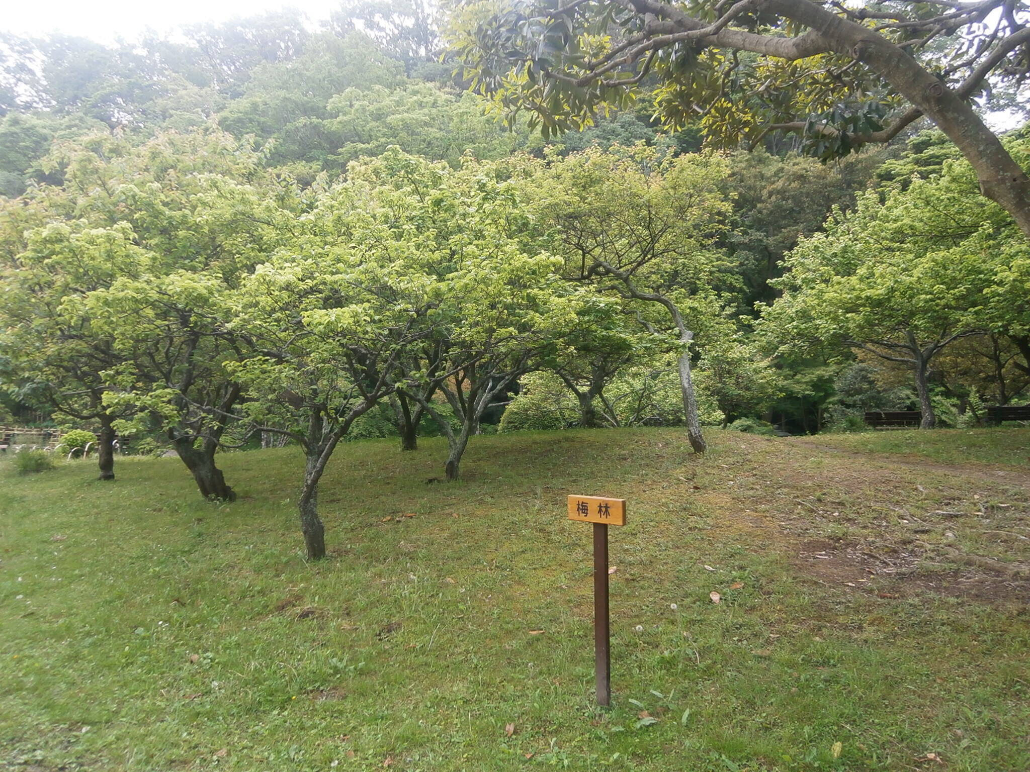 梅の実が大きくなりました。の写真