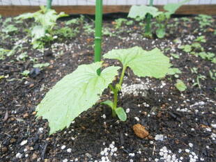 今年もグリーンカーテンを設置します。