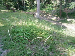 ホタルブクロが咲きました。