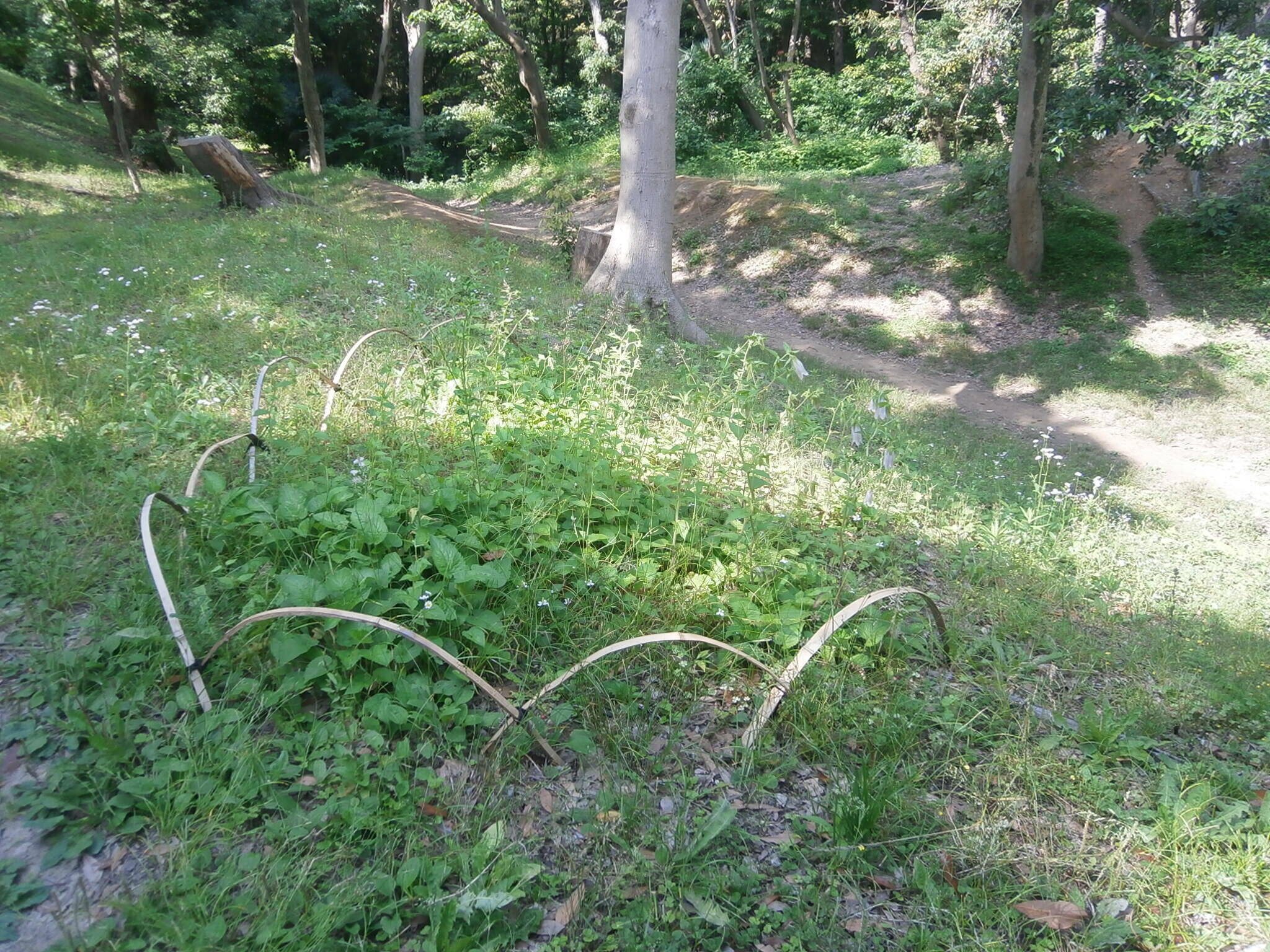 ホタルブクロが咲きました。の写真