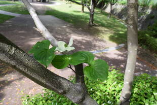 ヤマボウシが咲いています！