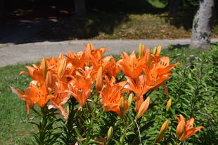 テニスコート前でユリが咲いています！