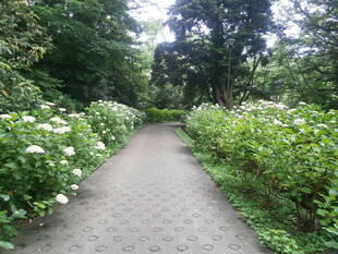 アジサイなどが咲き始めています。