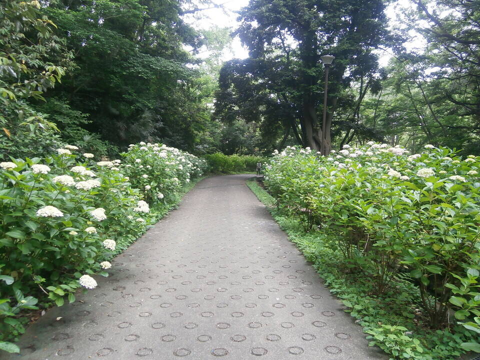 アジサイなどが咲き始めています。の写真