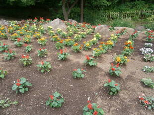 花壇に花を植えました。