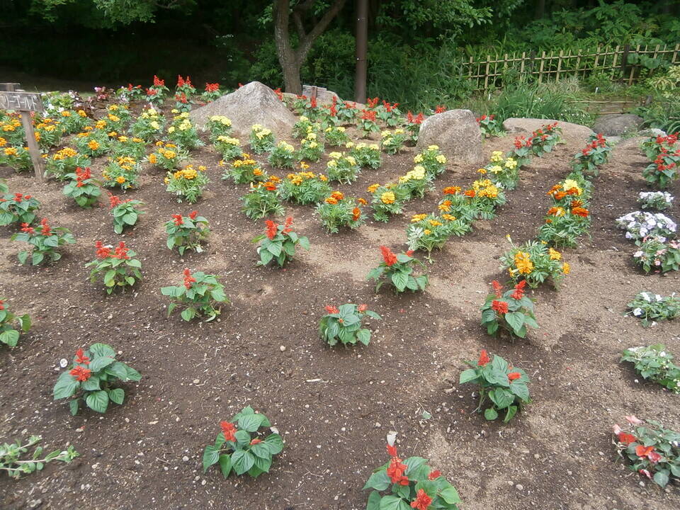 花壇に花を植えました。の写真