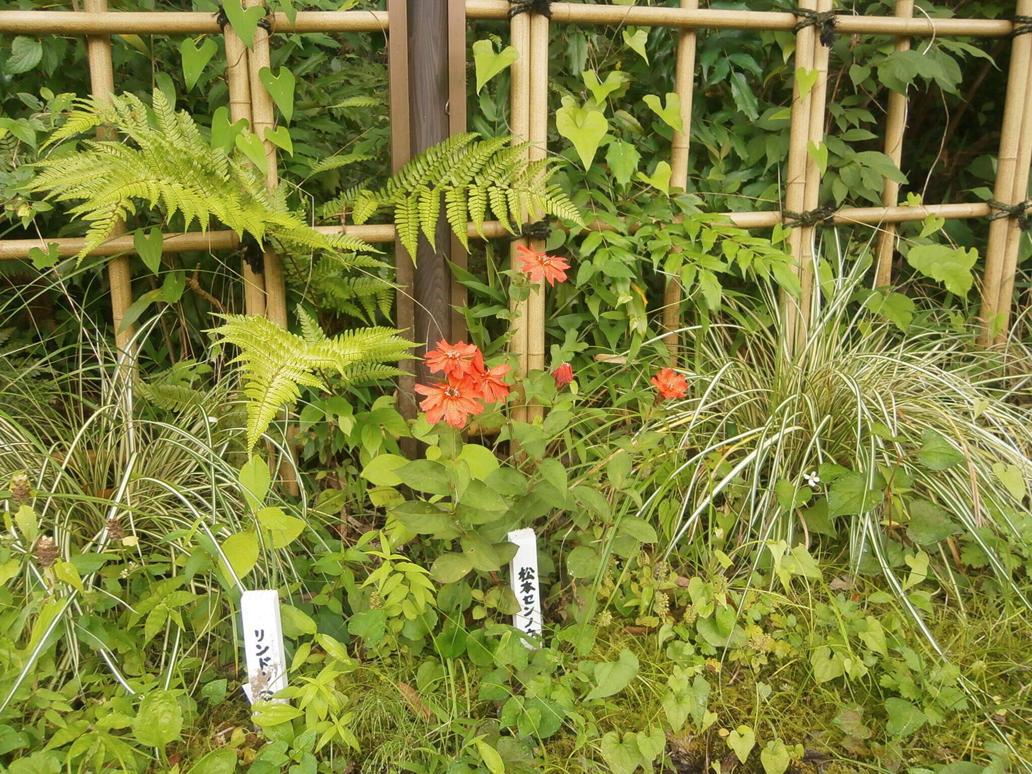 山野草紹介の写真