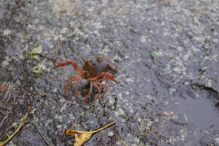 ザリガニを捕獲しています
