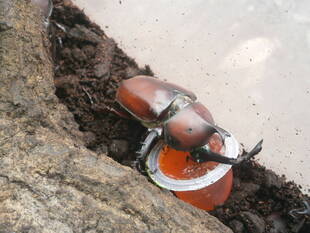 カブトムシとクワガタの展示