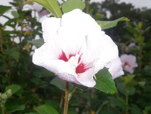 ムクゲの花が咲いています！