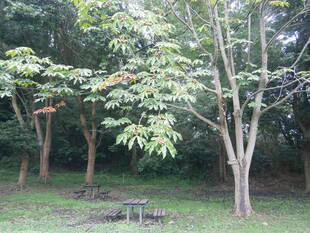 トチの実を発見！