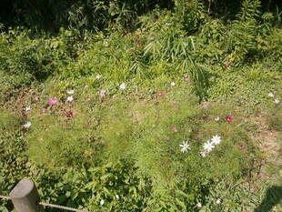 コスモスが咲き始めています。