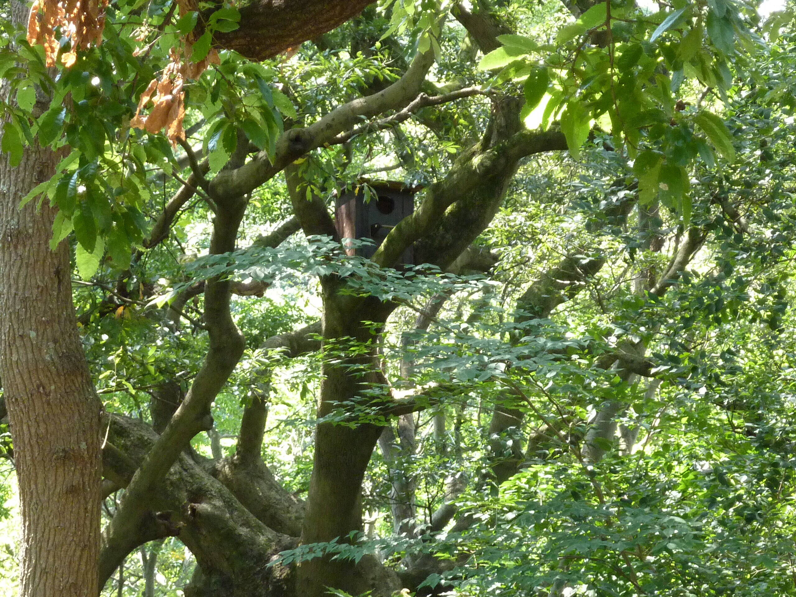 フクロウの巣箱を設置しました。の写真