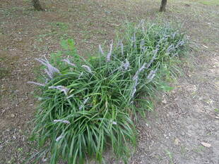 ヤブランが咲いています。