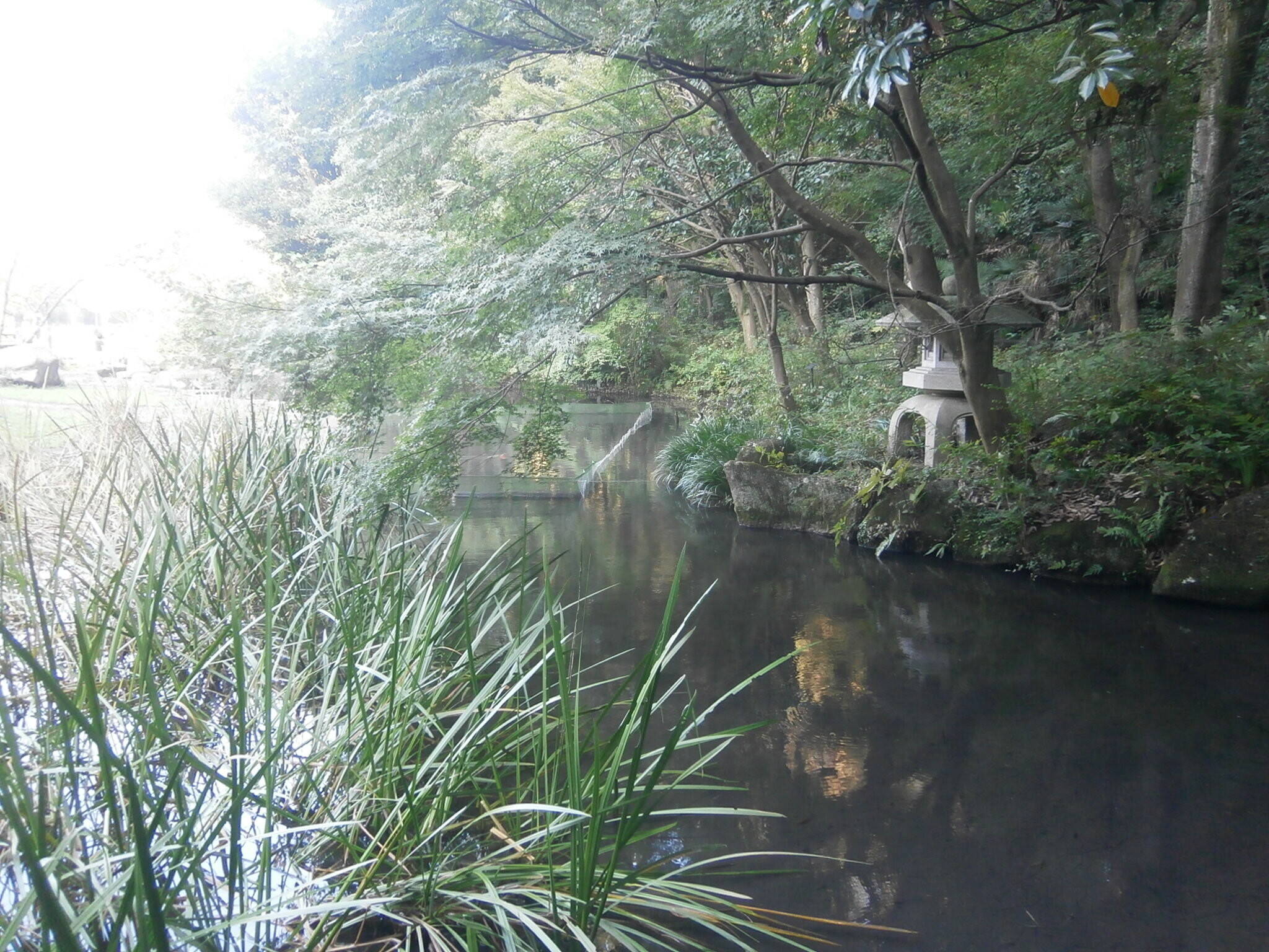 池の整備と彼岸花の写真