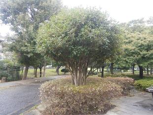 キンモクセイの小さな花