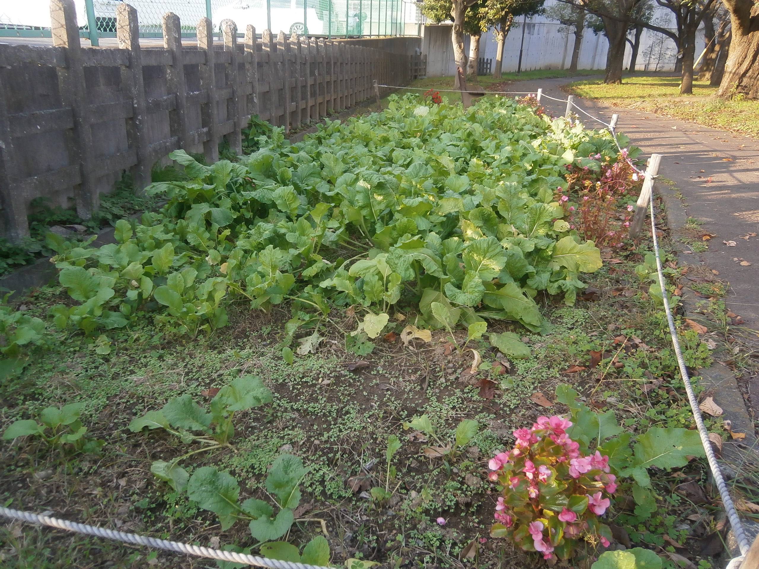 菜の花畑の写真