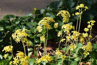 ツワブキの花が見ごろを迎えました。