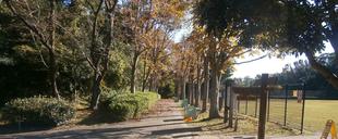 落葉清掃を協力してやりました。