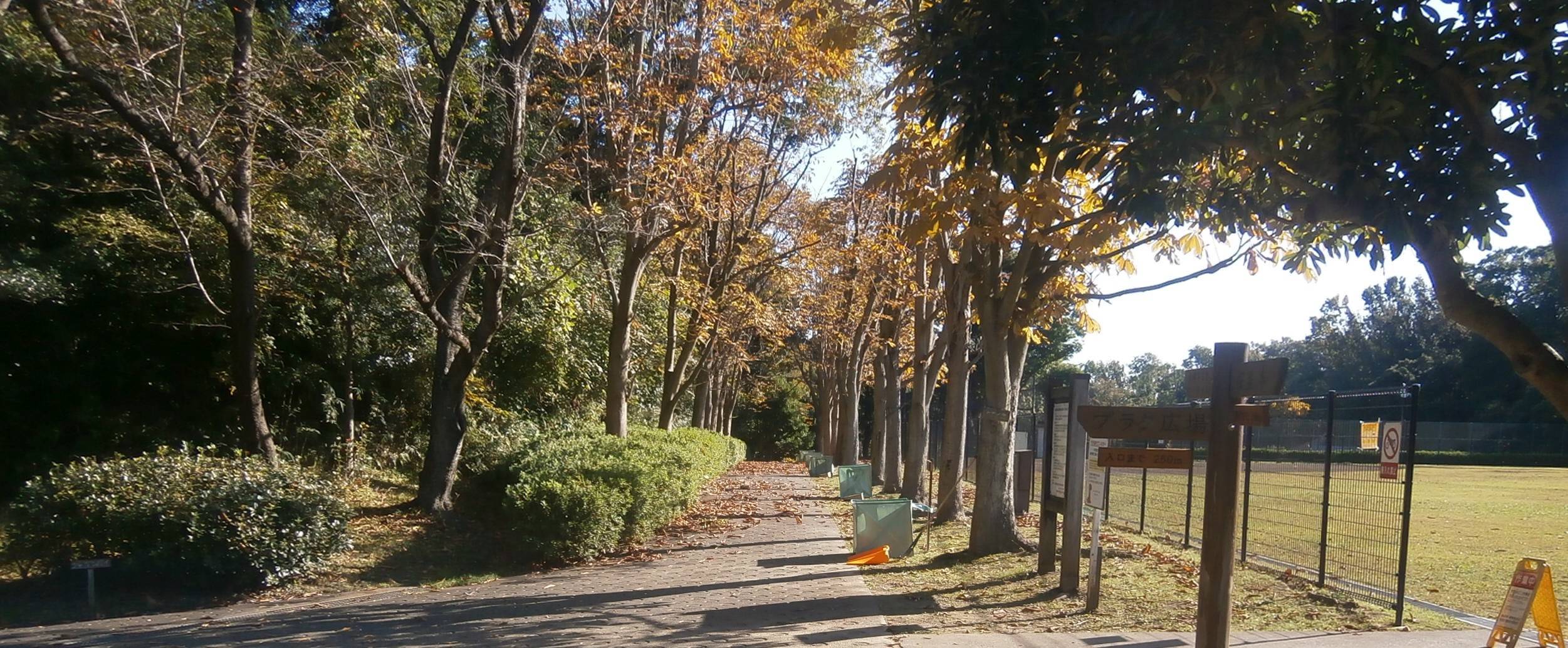 落葉清掃を協力してやりました。の写真