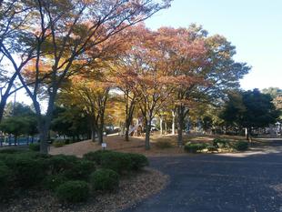 紅葉の季節となりました。