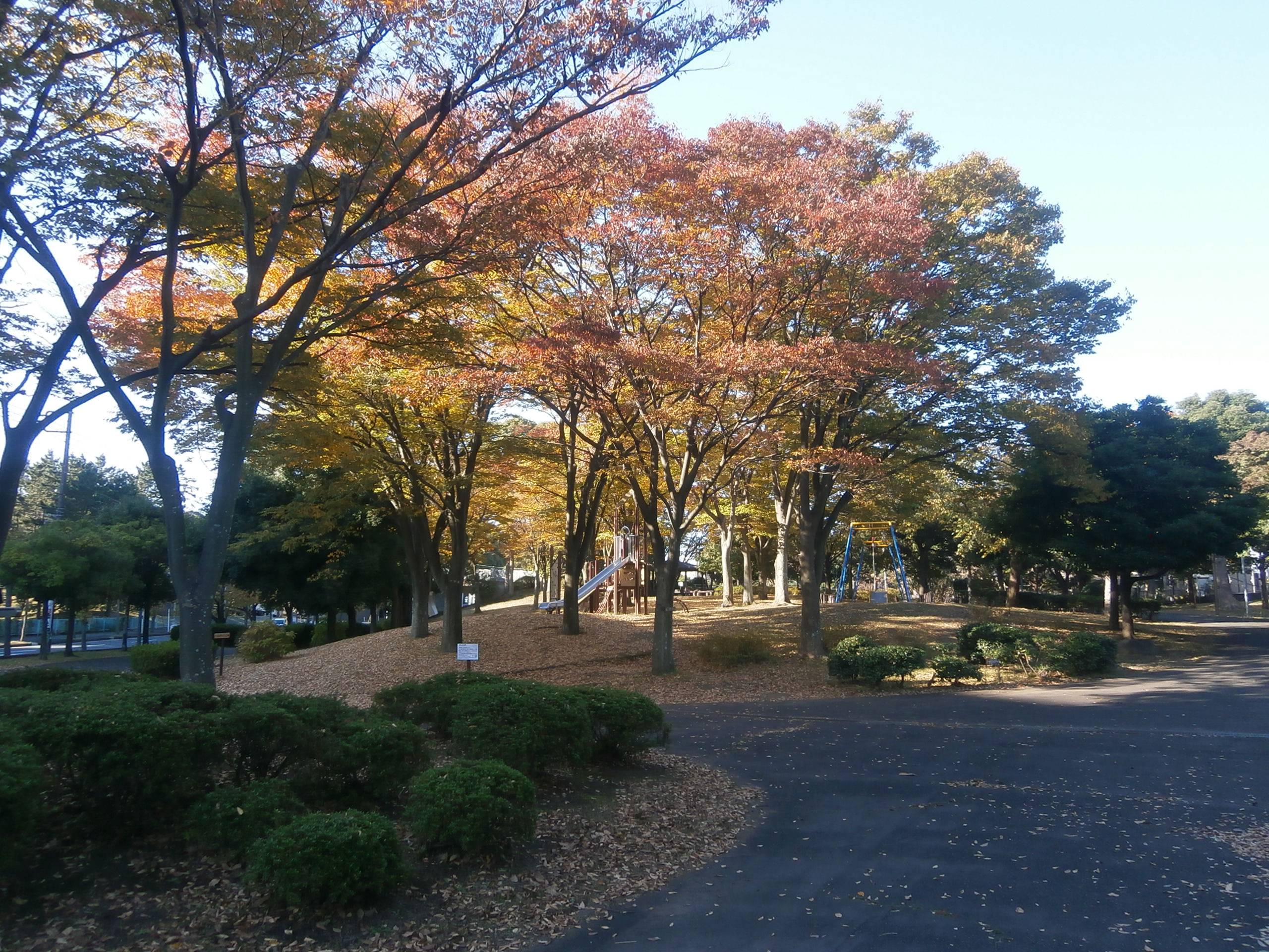 紅葉の季節となりました。の写真