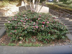 カンツバキとサザンカ