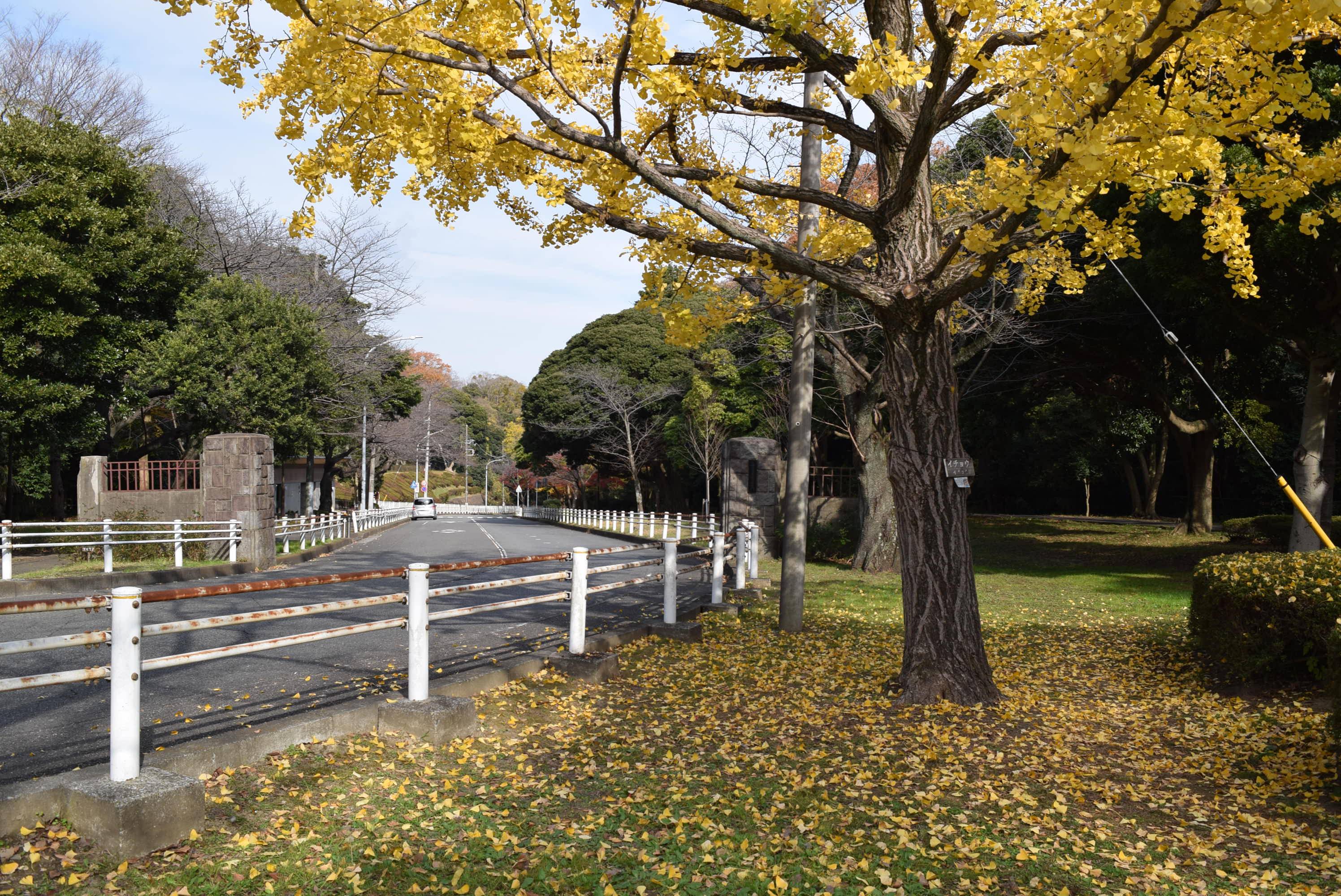 12月4日に富岡総合公園歴史ガイドツアーを開催しました。の写真