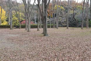 落葉拾いを協力して行いました！