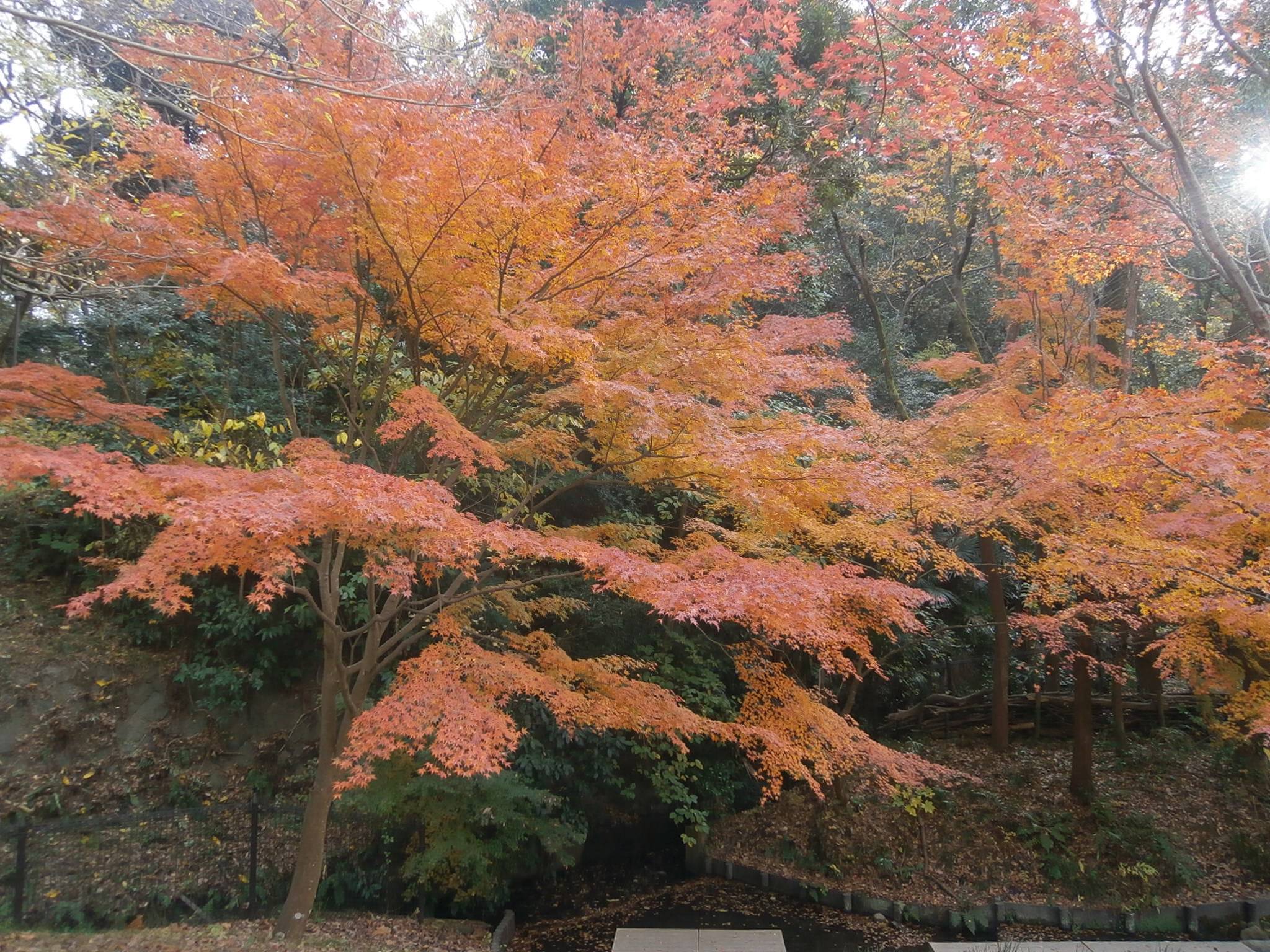 モミジが見頃です。の写真