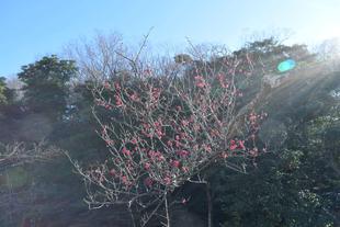 梅の花が咲き始めました。