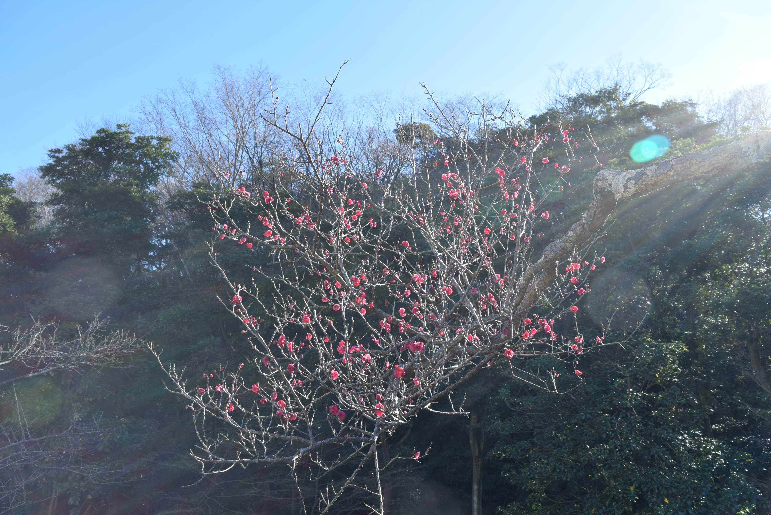 梅の花が咲き始めました。の写真