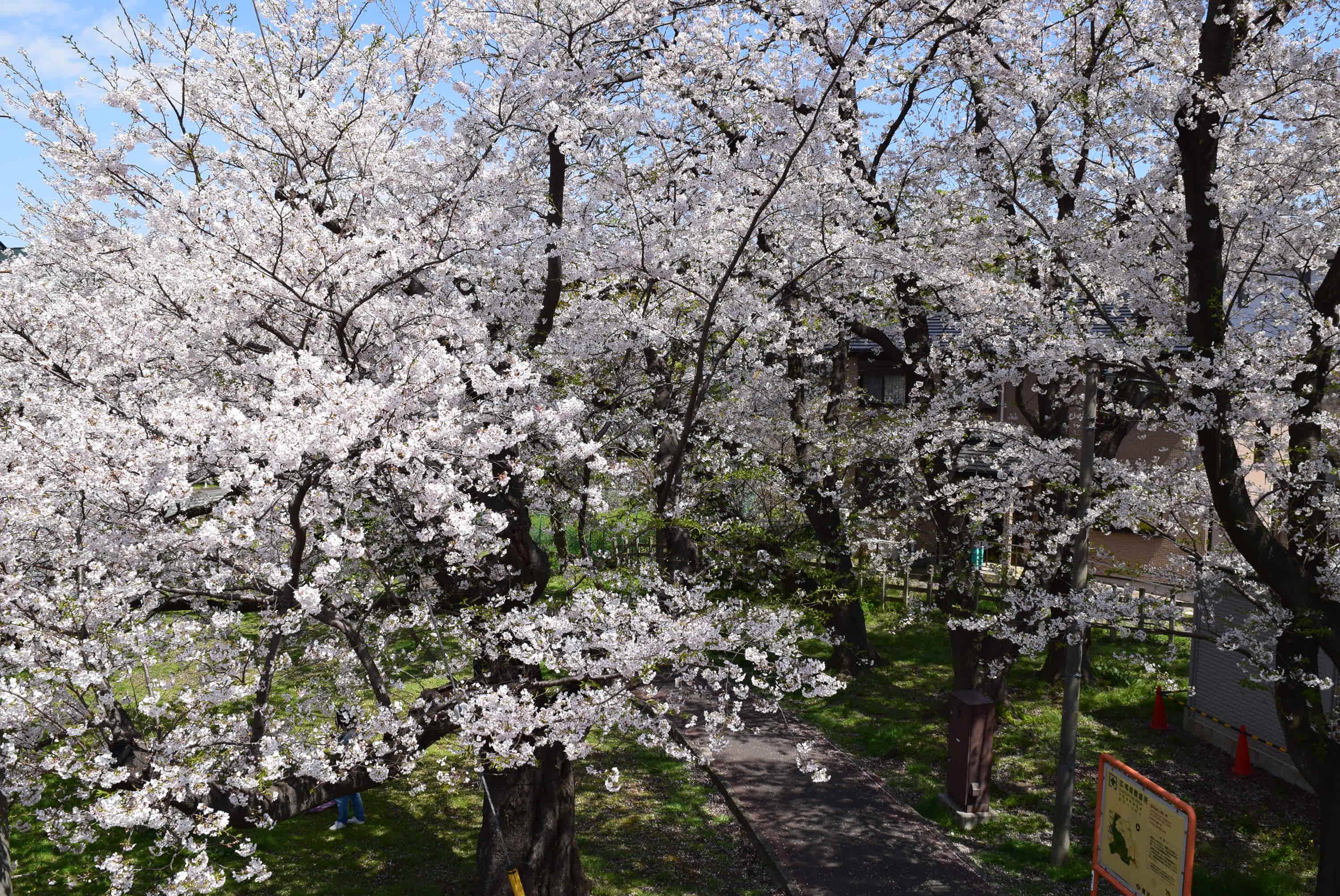桜の軽減剪定の写真