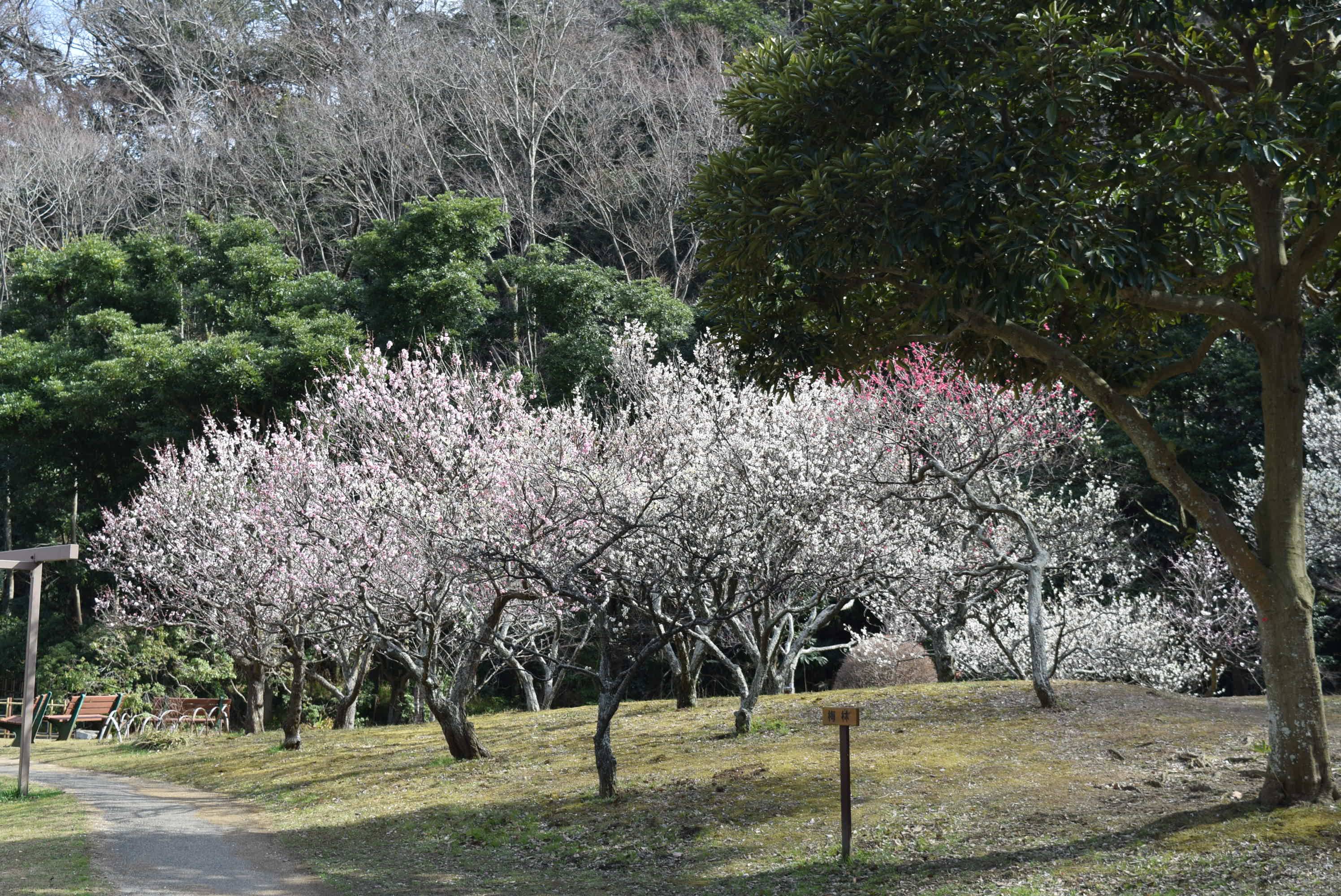 梅が見ごろを迎えました！の写真