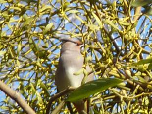 今年も訪れました。