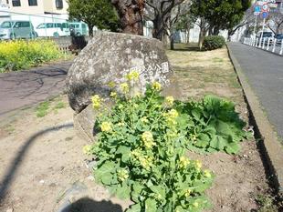 菜の花が見ごろとなりました。