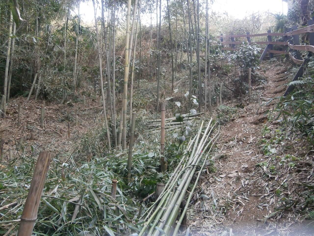 竹林の間引きの写真