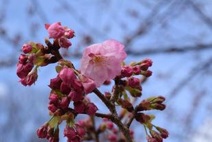 ヨコハマヒザクラが咲き始めました!!