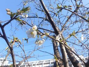 オオシマザクラが咲き始めました!