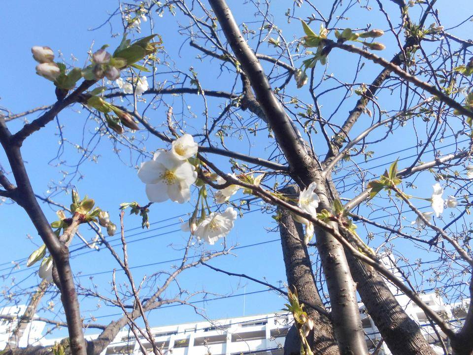 オオシマザクラが咲き始めました！の写真