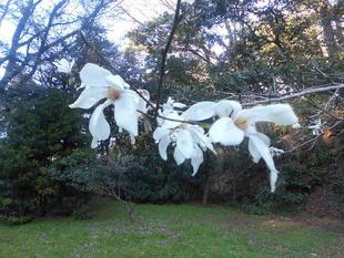 コブシの花が咲き始めました!