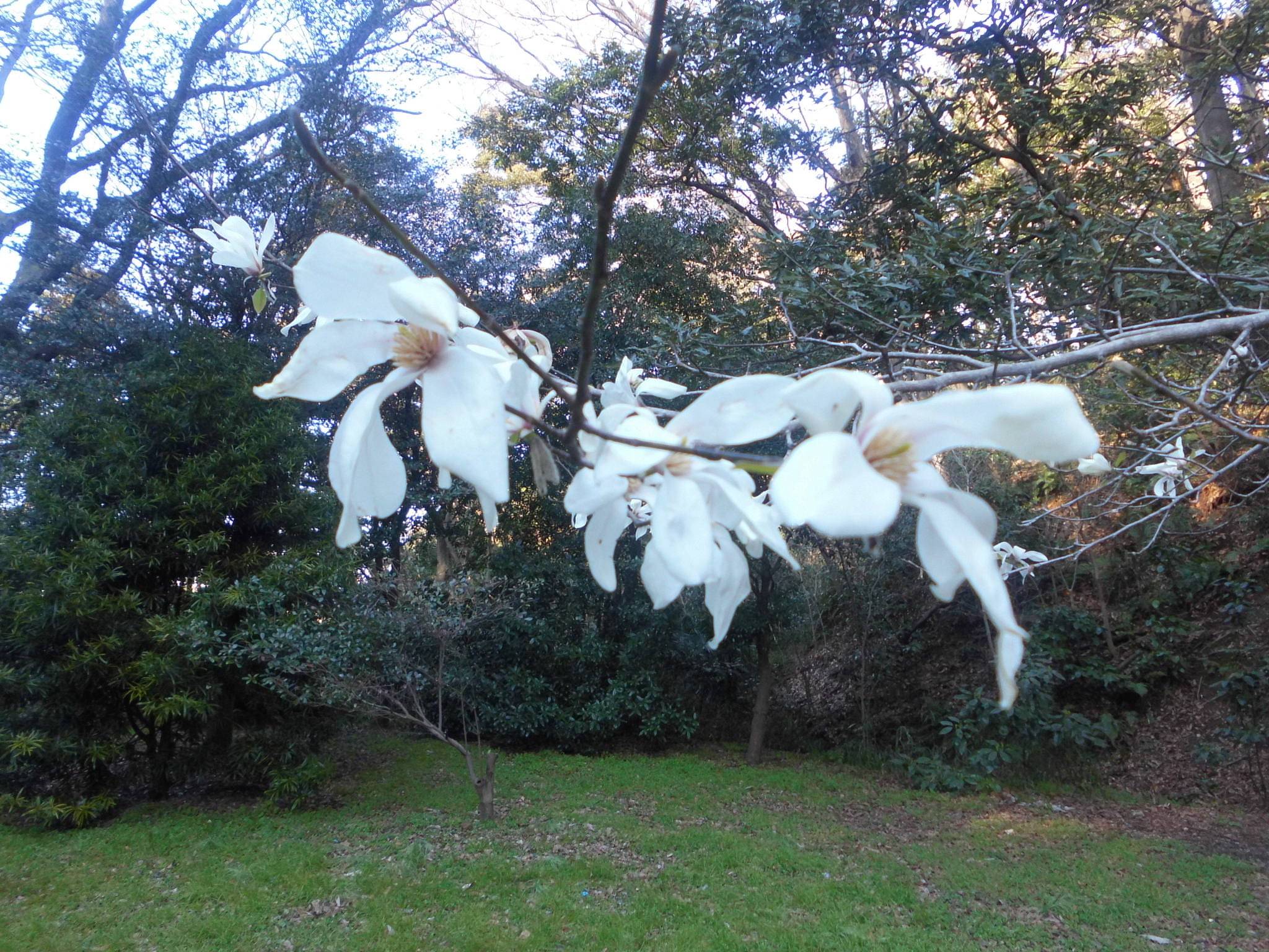 コブシの花が咲き始めました！の写真