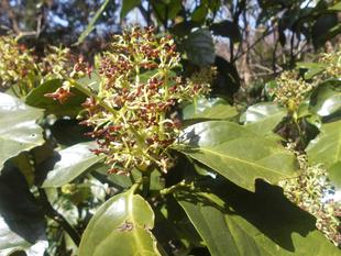 アオキの花が咲き始めました!