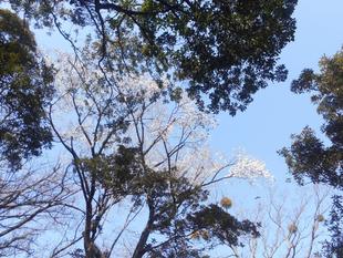浜空上広場のオオシマザクラが見ごろを迎えました!