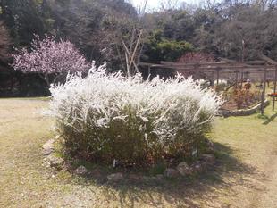 ユキヤナギが見ごろを迎えています!