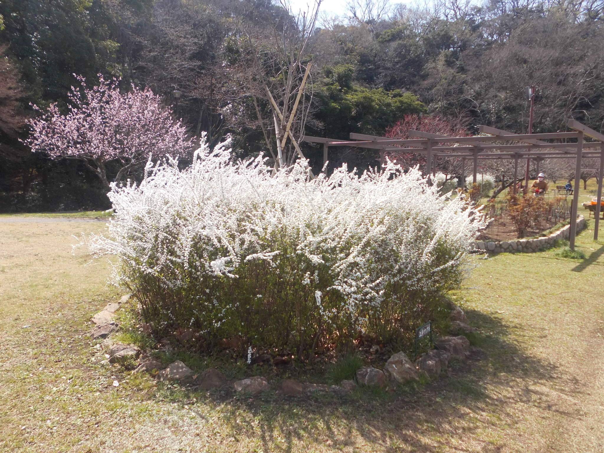 ユキヤナギが見ごろを迎えています！の写真