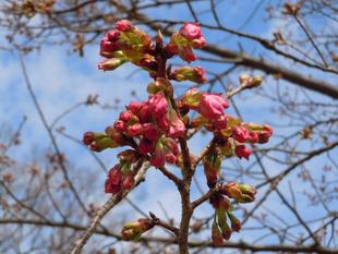 ヨコハマヒザクラがもう少しで開花しそうです。
